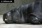 choeropsis liberiensis pygmy hippopotamus choeropsis liberiensis pygmy hippopotamus