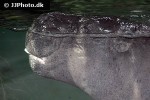choeropsis liberiensis pygmy hippopotamus choeropsis liberiensis pygmy hippopotamus