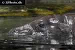 choeropsis liberiensis pygmy hippopotamus choeropsis liberiensis pygmy hippopotamus