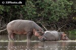hippopotamus amphibius hippopotamus hippopotamus amphibius hippopotamus