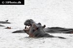 hippopotamus amphibius hippopotamus hippopotamus amphibius hippopotamus
