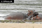 hippopotamus amphibius hippopotamus hippopotamus amphibius hippopotamus