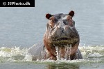 hippopotamus amphibius hippopotamus hippopotamus amphibius hippopotamus