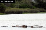 hippopotamus amphibius hippopotamus hippopotamus amphibius hippopotamus