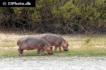 hippopotamus amphibius hippopotamus hippopotamus amphibius hippopotamus