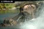 hippopotamus amphibius hippopotamus hippopotamus amphibius hippopotamus