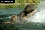 hippopotamus amphibius hippopotamus hippopotamus amphibius hippopotamus