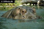 hippopotamus amphibius hippopotamus hippopotamus amphibius hippopotamus