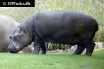 hippopotamus amphibius hippopotamus hippopotamus amphibius hippopotamus
