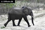 loxodonta cyclotis african forest elephant loxodonta cyclotis african forest elephant