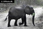 loxodonta cyclotis african forest elephant loxodonta cyclotis african forest elephant