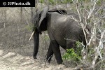 loxodonta cyclotis african forest elephant loxodonta cyclotis african forest elephant