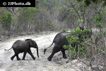 loxodonta cyclotis african forest elephant loxodonta cyclotis african forest elephant