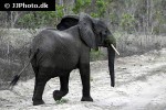loxodonta cyclotis african forest elephant loxodonta cyclotis african forest elephant