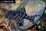 panaqolus albivermis panaqolus albivermis