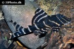 panaqolus albivermis panaqolus albivermis
