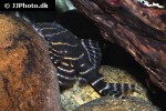 panaqolus albivermis panaqolus albivermis