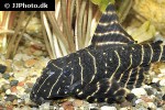 panaqolus albivermis panaqolus albivermis