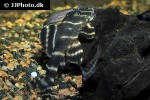 panaqolus albivermis panaqolus albivermis