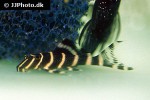 panaqolus albivermis panaqolus albivermis