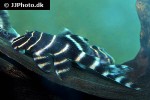 panaqolus albivermis panaqolus albivermis