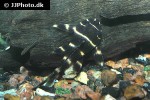 panaqolus albivermis panaqolus albivermis