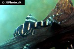 panaqolus albivermis panaqolus albivermis