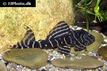 panaqolus albivermis panaqolus albivermis