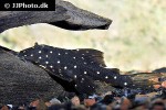 panaqolus albomaculatus panaqolus albomaculatus