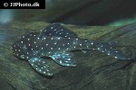 panaqolus albomaculatus panaqolus albomaculatus