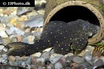 panaqolus albomaculatus panaqolus albomaculatus