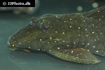panaqolus albomaculatus panaqolus albomaculatus