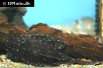 panaqolus albomaculatus panaqolus albomaculatus