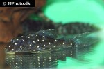 panaqolus albomaculatus panaqolus albomaculatus