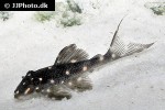 panaqolus albomaculatus panaqolus albomaculatus