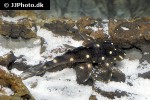 panaqolus albomaculatus panaqolus albomaculatus