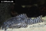 panaqolus changae panaqolus changae