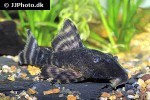 panaqolus changae panaqolus changae
