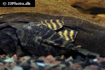 panaqolus changae panaqolus changae