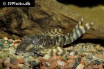 panaqolus changae panaqolus changae