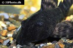 panaqolus changae panaqolus changae