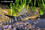 panaqolus changae panaqolus changae