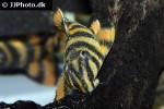 panaqolus claustellifer panaqolus claustellifer
