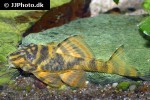 panaqolus claustellifer panaqolus claustellifer