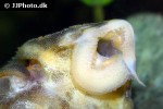 panaqolus claustellifer panaqolus claustellifer