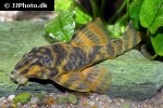 panaqolus claustellifer panaqolus claustellifer