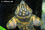 panaqolus claustellifer panaqolus claustellifer