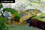 panaqolus claustellifer panaqolus claustellifer