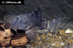 panaqolus gnomus panaqolus gnomus
