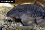 panaqolus gnomus panaqolus gnomus